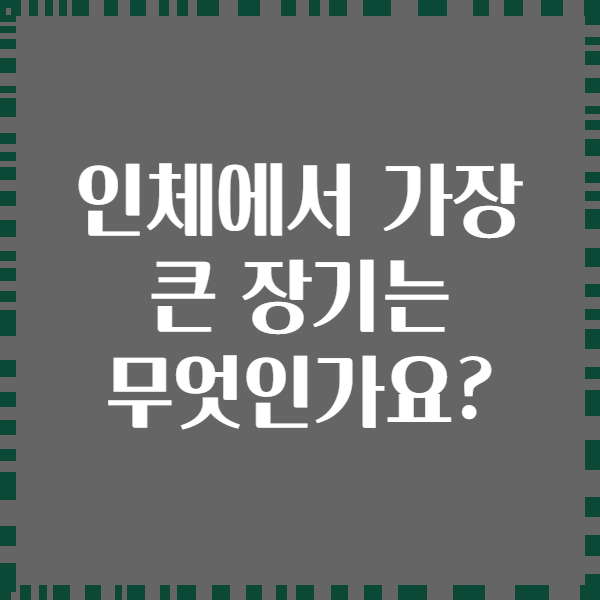 인체에서 가장 큰 장기는 무엇인가요?