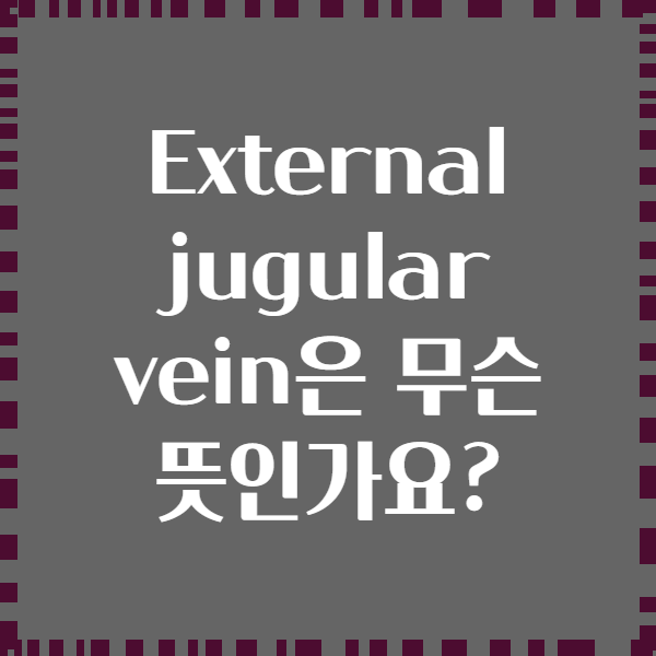 External jugular vein은 무슨 뜻인가요?