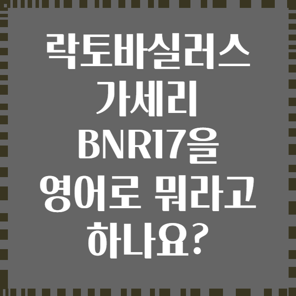 락토바실러스 가세리 BNR17을 영어로 뭐라고 하나요?