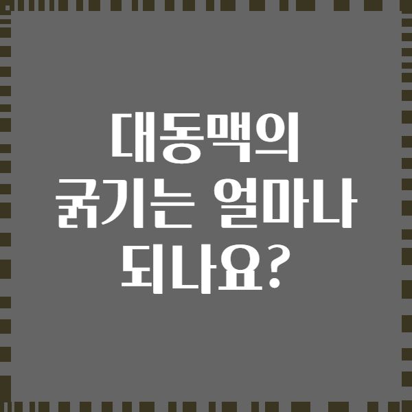 대동맥의 굵기는 얼마나 되나요?